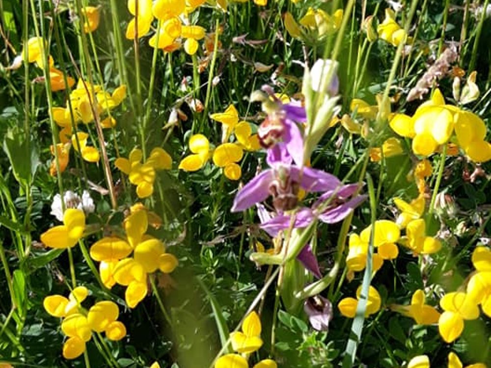 California Meadows Wild Flowers
